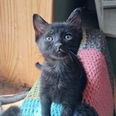 Kali